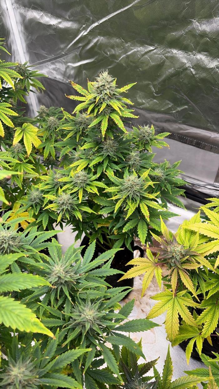 Auto Divine Rapier #1. Week 9