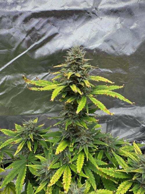 Auto Divine Rapier #1. Week 10