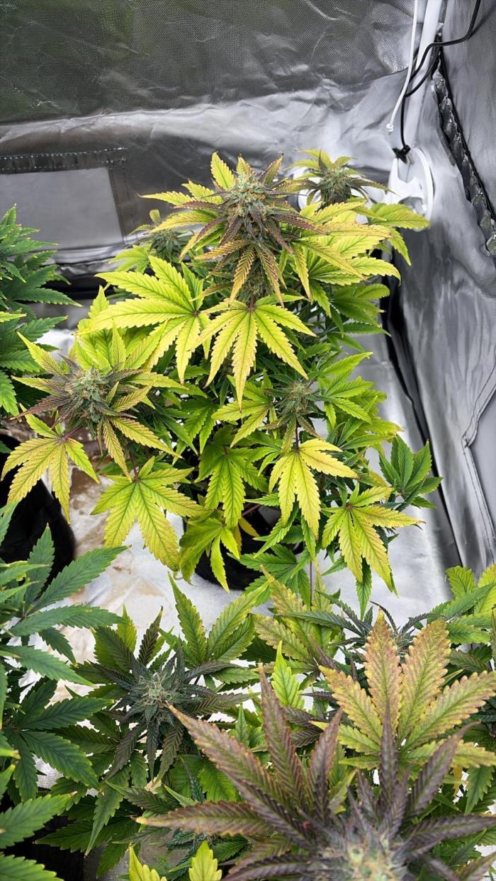 Auto Black Opium #2. Week 9