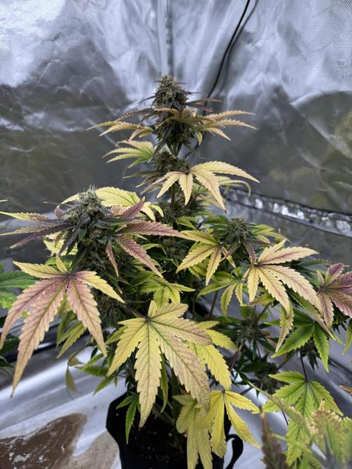 Auto Black Opium #2. Week 10