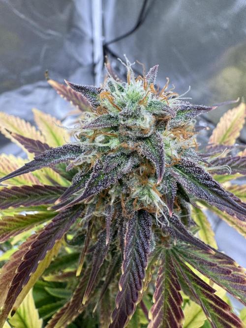 Auto Black Opium #2. Week 10