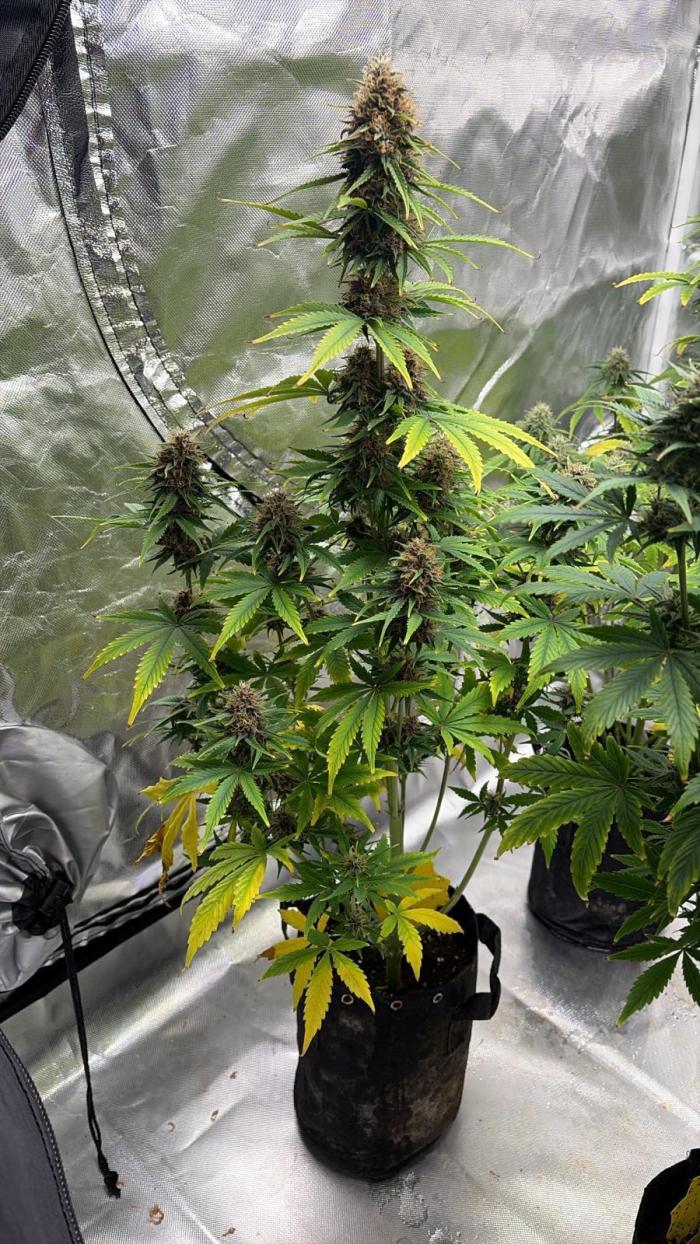 Auto Divine Rapier #3. Week 9