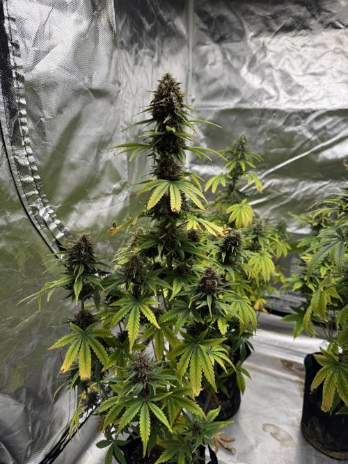 Auto Divine Rapier #3. Week 10