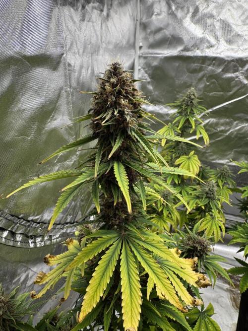 Auto Divine Rapier #3. Week 10