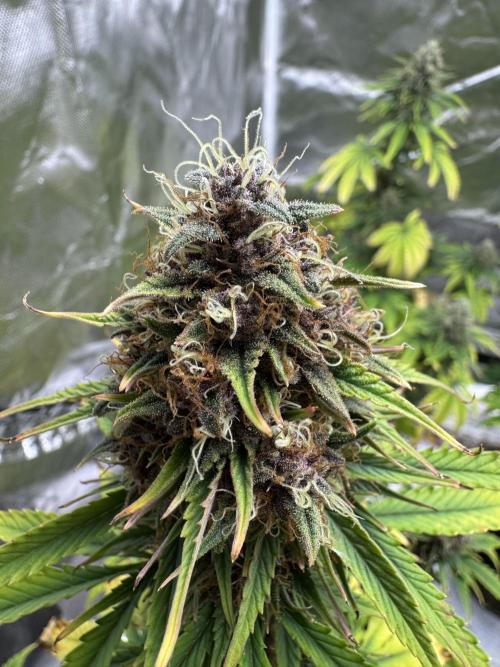 Auto Divine Rapier #3. Week 10