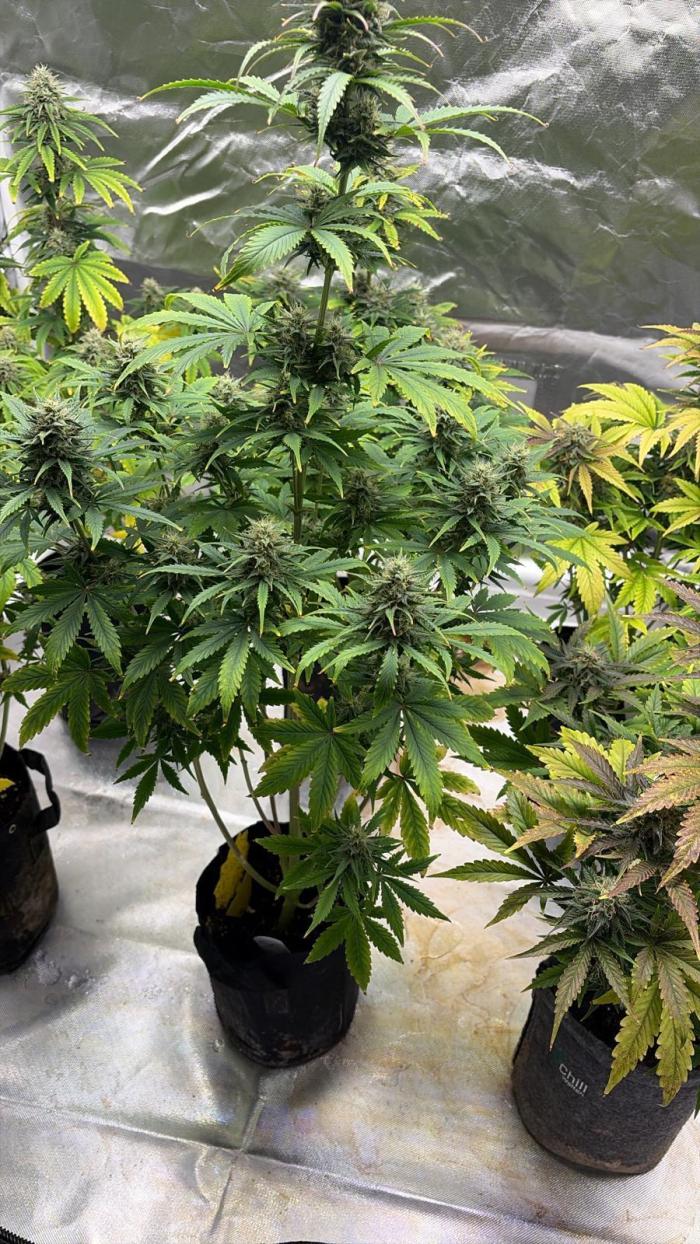 Auto Divine Rapier #4. Week 9