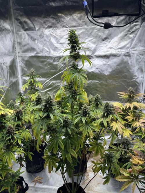 Auto Divine Rapier #4. Week 10