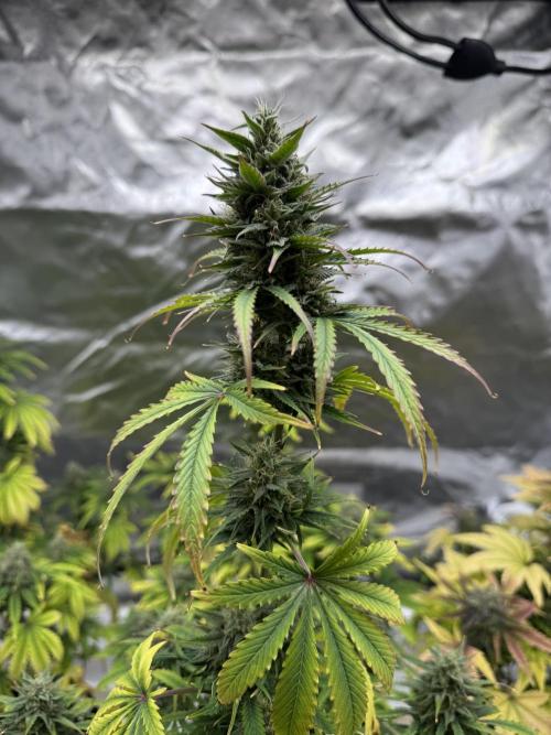 Auto Divine Rapier #4. Week 10