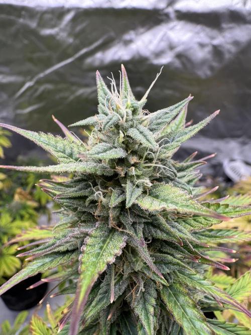 Auto Divine Rapier #4. Week 10