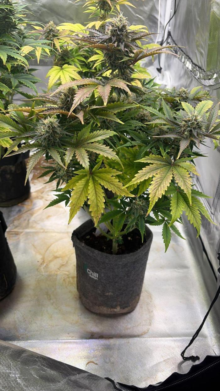 Auto Black Opium #1. Week 9