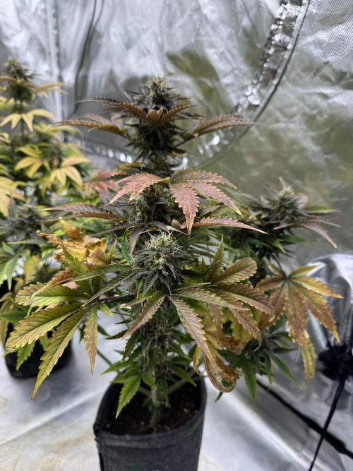 Auto Black Opium #1. Week 10