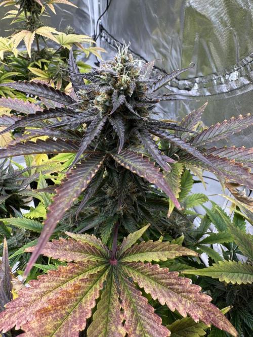 Auto Black Opium #1. Week 10