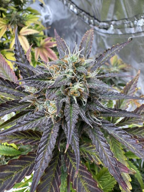 Auto Black Opium #1. Week 10