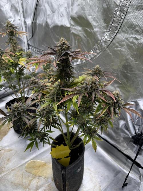 Auto Black Opium #1. Week 11