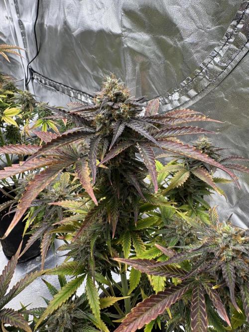 Auto Black Opium #1. Week 11