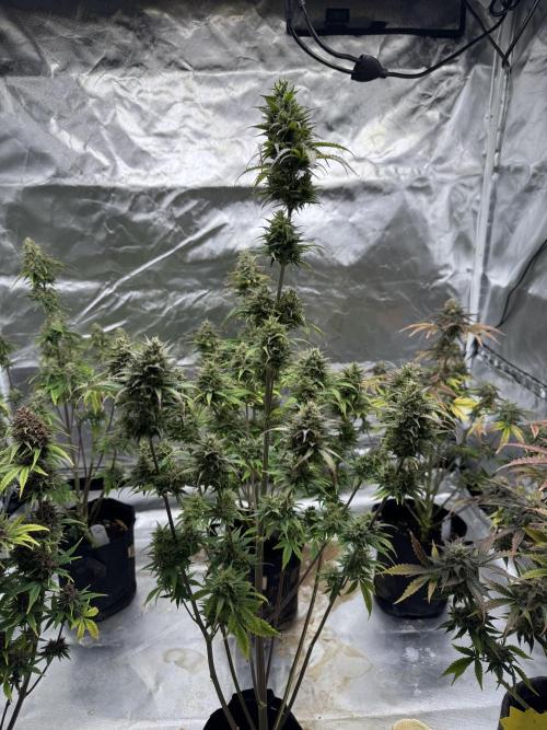 Auto Divine Rapier #4. Week 11