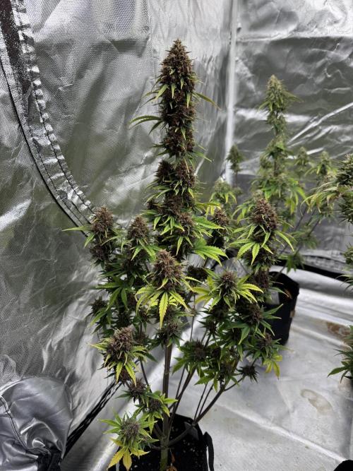 Auto Divine Rapier #3. Week 11