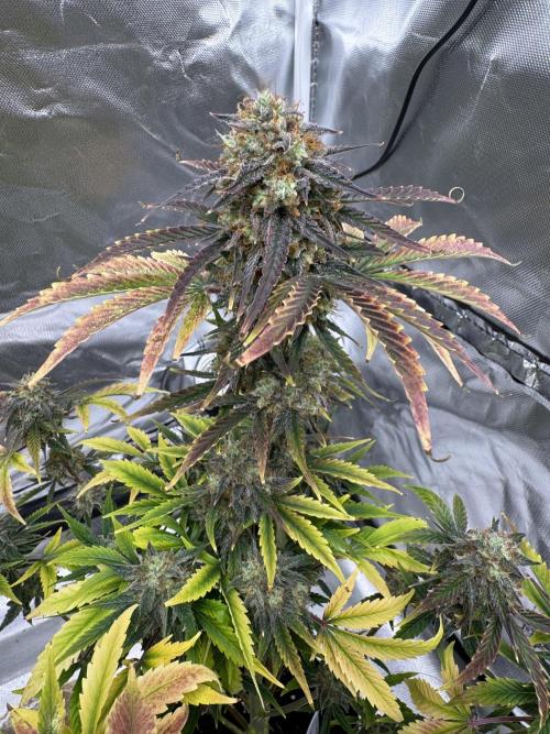 Auto Black Opium #2. Week 11