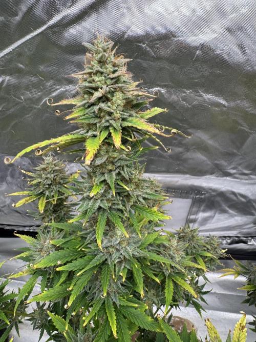 Auto Divine Rapier #1. Week 11