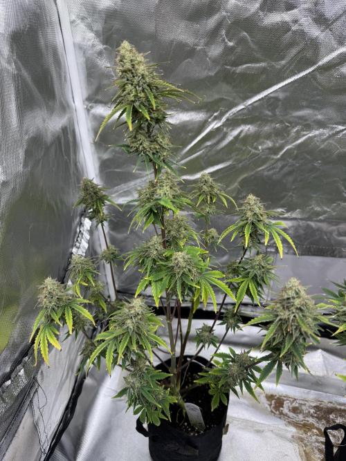 Auto Divine Rapier #2. Week 11