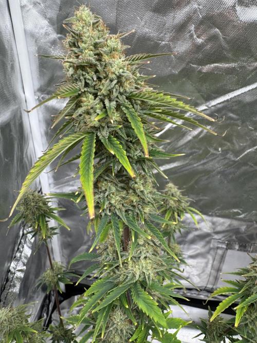 Auto Divine Rapier #2. Week 11