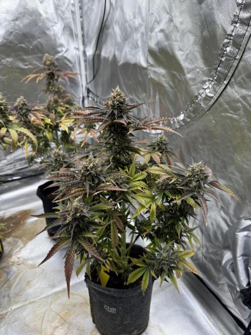 Auto Black Opium #1. Week 12