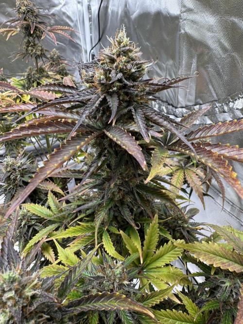 Auto Black Opium #1. Week 12