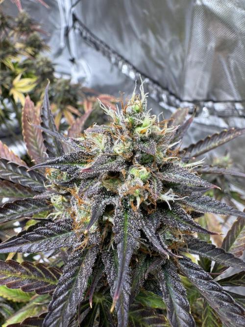 Auto Black Opium #1. Week 12