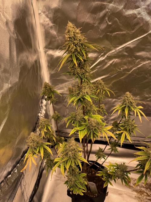 Auto Divine Rapier #2. Week 12