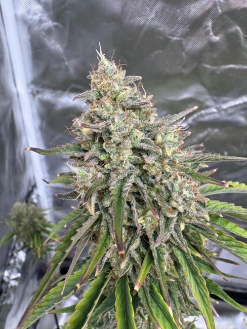 Auto Divine Rapier #2. Week 12