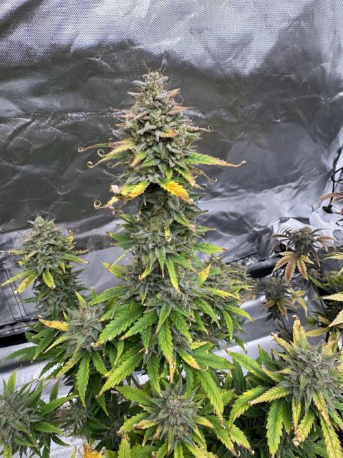 Auto Divine Rapier #1. Week 12