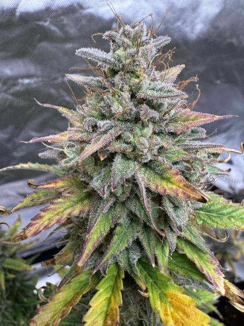 Auto Divine Rapier #1. Week 12