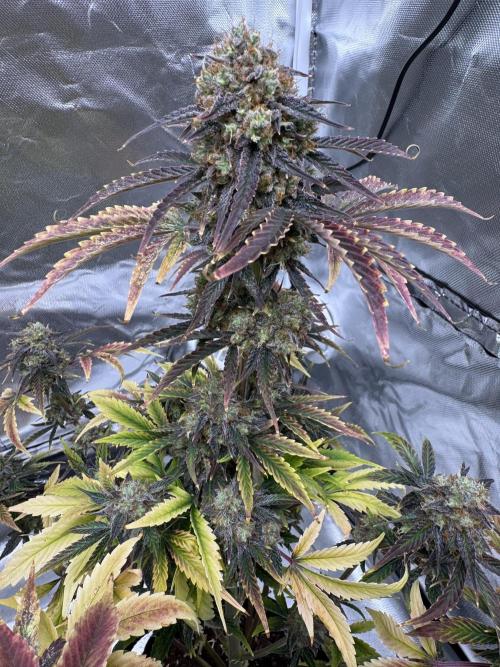 Auto Black Opium #2. Week 12