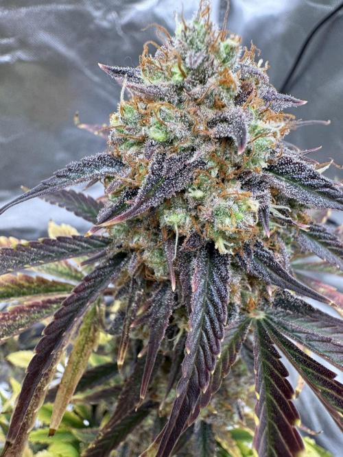 Auto Black Opium #2. Week 12