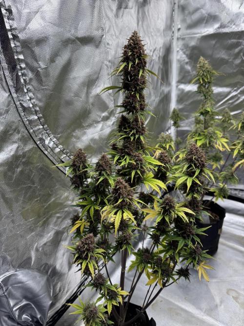 Auto Divine Rapier #3. Week 12