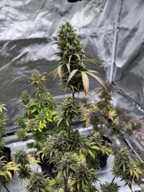 Auto Divine Rapier #4. Week 12