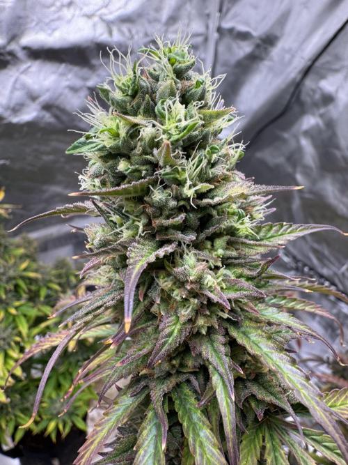 Auto Divine Rapier #4. Week 12