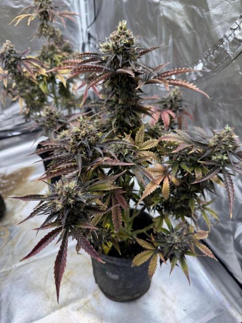 Auto Black Opium #1. Week 13