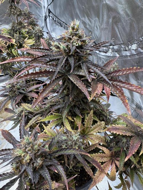 Auto Black Opium #1. Week 13