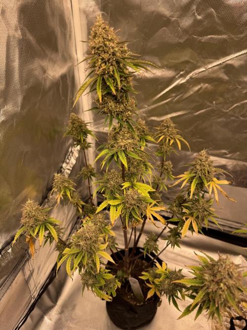 Auto Divine Rapier #2. Week 13