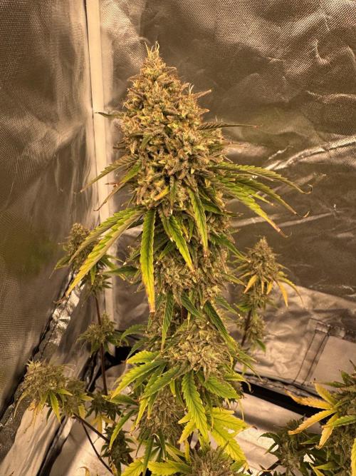 Auto Divine Rapier #2. Week 13