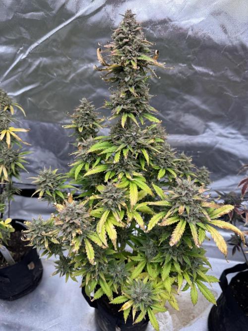 Auto Divine Rapier #1. Week 13