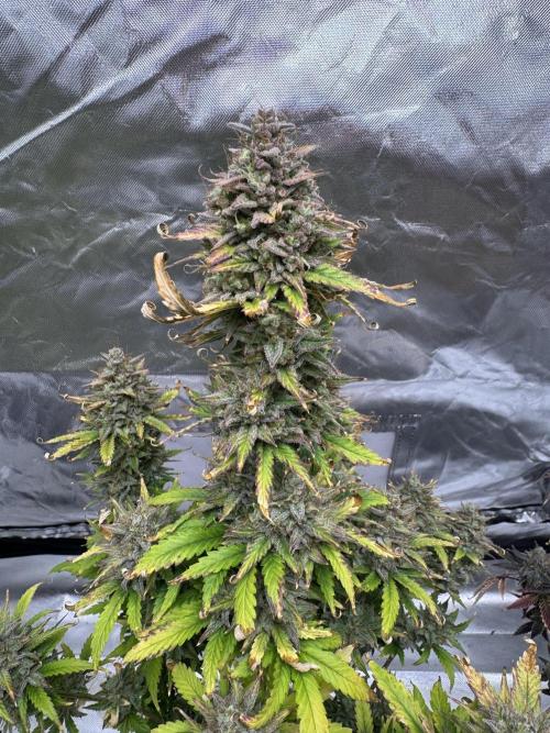 Auto Divine Rapier #1. Week 13