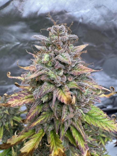 Auto Divine Rapier #1. Week 13