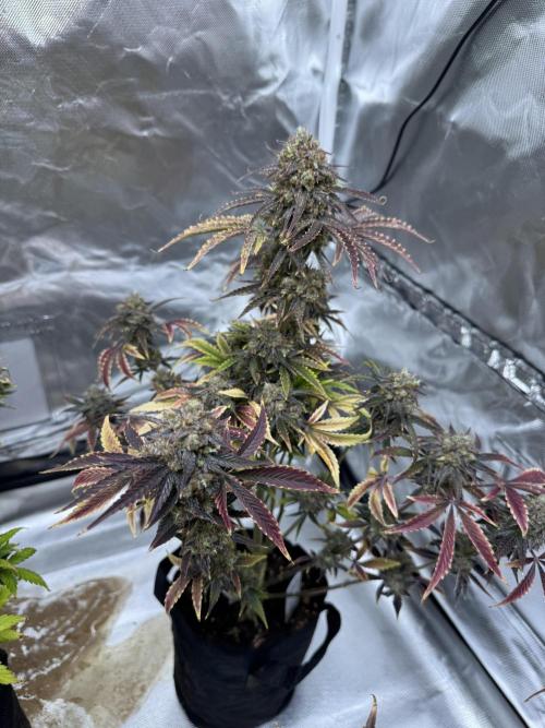 Auto Black Opium #2. Week 13