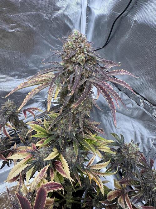 Auto Black Opium #2. Week 13