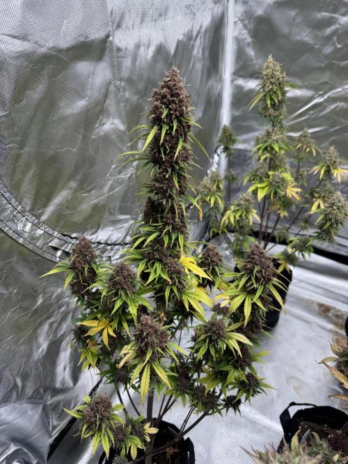 Auto Divine Rapier #3. Week 13