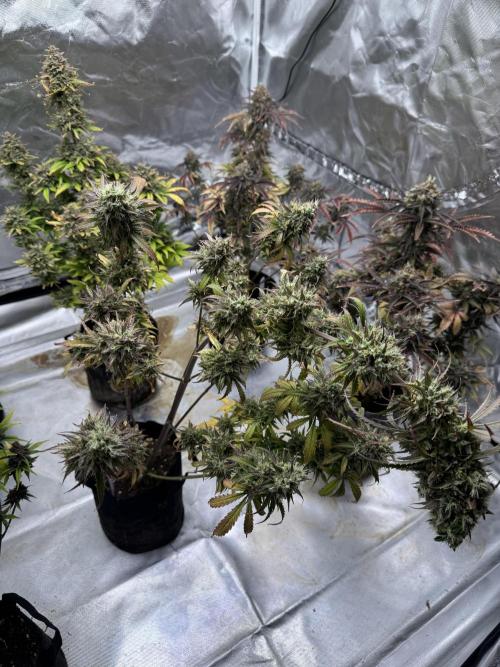 Auto Divine Rapier #4. Week 13