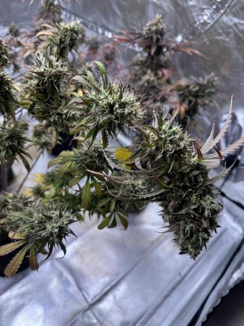 Auto Divine Rapier #4. Week 13