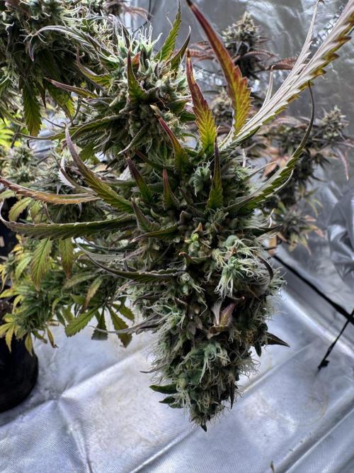 Auto Divine Rapier #4. Week 13